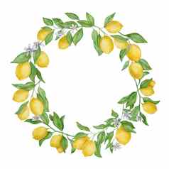 柠檬水果叶子花水彩轮花环手画植物框架孤立的白色