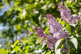 景观温暖的春天一天淡紫色花欧亚灌木小树橄榄家庭香紫罗兰色的粉红色的白色花朵培养观赏