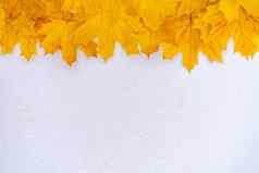 秋天叶子框架白色背景前视图秋天边境黄色的橙色叶子古董结构表格复制空间文本