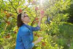 微笑女园丁苹果树成熟的红色的苹果