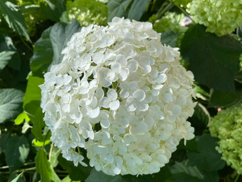 白色绣球花雪球树绣球花花独特的花改变颜色不等白色红色的紫色的