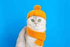 有趣的白色猫坐着橙色针织他围巾蓝色的背景