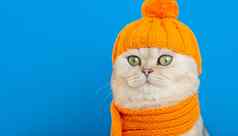 关闭有趣的白色猫坐着橙色针织他围巾蓝色的背景
