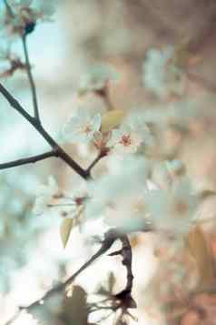 粉红色的花盛开的苹果树春天阳光明媚的一天特写镜头宏自然在户外
