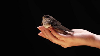 精品吞下女人的手hirundorustica小鸡传播翅膀教学飞工作室背景特写镜头视图鸟类学自然动物概念