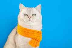 实施白色猫坐着橙色针织围巾蓝色的背景