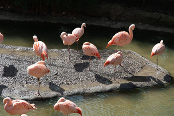 粉红色的火烈鸟站水抓食物美丽的异国情调的鸟