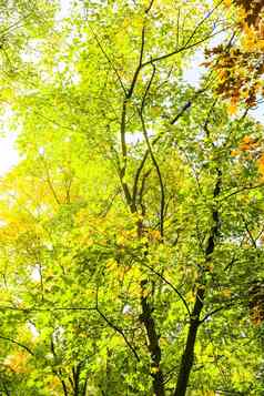 秋天自然场景背景叶子树在户外