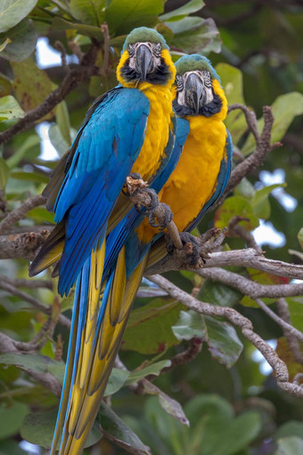 壮观的蓝黄相间金刚鹦鹉无柄苜蓿风信子栖息树
