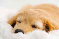 可爱的困了年轻的小狗金小狗白色背景霍瓦瓦斯品种