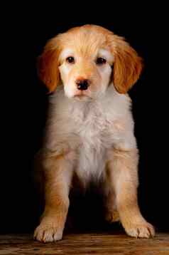 可爱的小狗肖像黑色的背景霍瓦沃特品种可爱的有趣的年轻的小狗