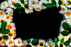拍摄群常见的雏菊英语黛西黛西黑色的表面离开黑色的矩形形状中心写作水平拍摄