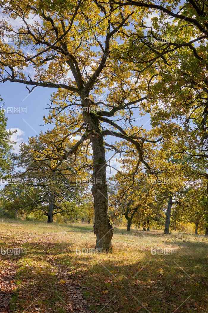 视图绿色大树橡木森林阳光明媚的夏天一天自