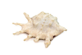 图像兰比斯天蝎座海壳牌常见的蝎子海螺蝎子蜘蛛海螺物种大海蜗牛海洋腹足类动物软体动物家庭鞘翅目真正的海螺白色背景海底动物