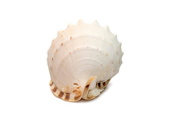 图像角头盔海贝壳黑 醋栗科努塔物种极大海蜗牛孤立的白色背景<strong>海底动物</strong>海贝壳