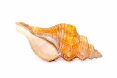 图像梯形马海螺条纹狐狸海螺海贝胸膜瘤梯形孤立的白色背景海底动物海贝壳