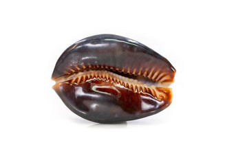 毛里求斯毛里求斯常见的的名字座头鲸宝贝巧克力宝贝哀悼宝贝毛里求斯宝贝物种热带海蜗牛宝贝海洋腹足类动物软体动物家庭宝贝科宝贝螺