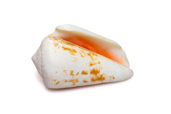 图像草莓斯特罗姆布斯康诺穆勒斯卢瓦努斯海壳牌孤立的白色背景<strong>海底动物</strong>海贝壳
