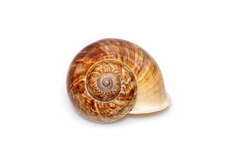 图像环肚蜗牛环蕨科孤立的白色背景<strong>海底动物</strong>海贝壳