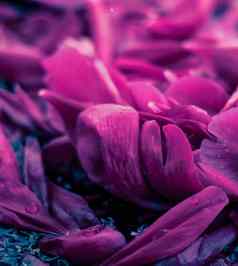 摘要花背景紫色的花花瓣水