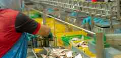 工人工作罐头食物工厂食物行业罐头鱼工厂工人填满沙丁鱼工人食物处理生产行食物制造业行业沙丁鱼托盘