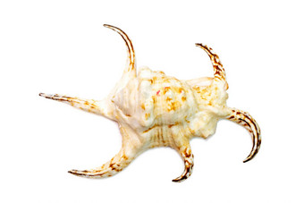 图像兰比斯手痛病harpago手痛病海壳牌家庭鞘翅目孤立的白色背景<strong>海底动物</strong>