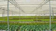 生物蔬菜有机作物日益增长的温室透明的电影通风水培环境