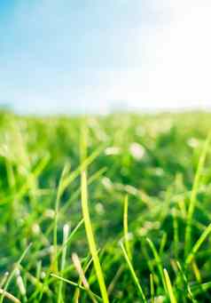 新鲜的草阳光明媚的蓝色的天空绿色场日出自然农村