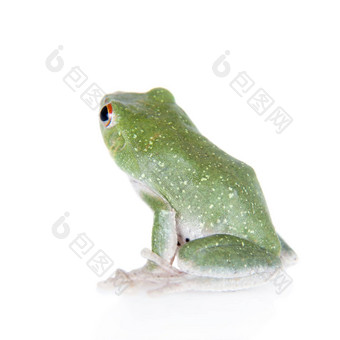 绿色回来飞行树青蛙孤立的白色