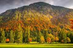 松树阿尔卑斯山脉秋天日出卡文德尔山因斯布鲁克提洛尔
