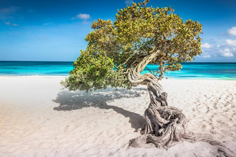 鹰海滩司司树阿鲁巴岛岛荷兰安的列斯群岛