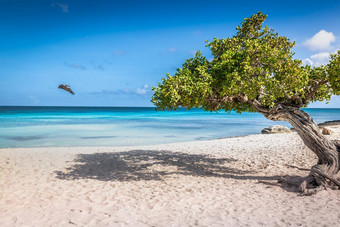 鹰海滩司司树阿鲁巴岛岛荷兰安的列斯群岛
