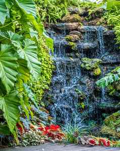 瀑布绿色自然蕨类植物树热带花园自然背景环境
