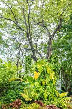 绿色自然蕨类植物树热带花园装饰花园自然背景