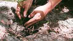 植物手生态概念自然背景种植树保存世界地球