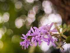 特写镜头花开花紫色的圣人德州管理员silverleaf灰植物白叶藻frutescens常绿灌木本地的状态德州西南曼联州北部墨西哥