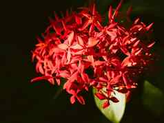 Ixora红色的美丽的花摘要爱情人节假期事件背景