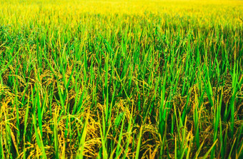 新鲜的绿色大米场背景郁郁葱葱的绿色帕迪大米场春天夏天背景