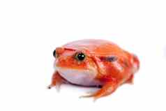 马达加斯加番茄青蛙孤立的白色