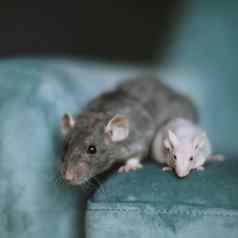 白色无毛的实验室老鼠毛茸茸的灰色老鼠