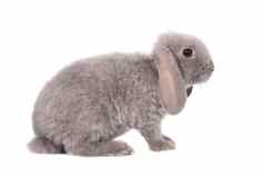 灰色垂耳的兔子雷克斯品种