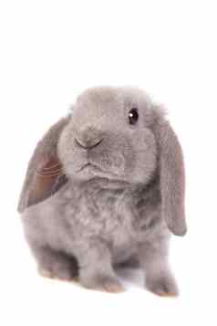 灰色垂耳的兔子雷克斯品种