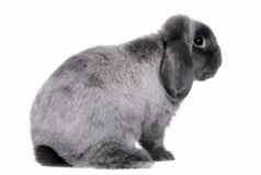 垂耳的灰色兔子