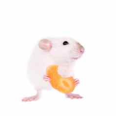 白色实验室老鼠吃胡萝卜