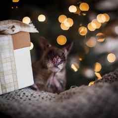 巨大的非洲有袋的老鼠装饰房间圣诞节树