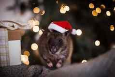 巨大的非洲有袋的老鼠装饰房间圣诞节树