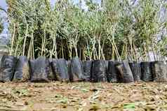 橄榄树幼苗植物托儿所准备出售较低的角