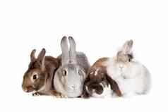 集团品种兔子