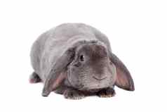 灰色垂耳的兔子雷克斯品种白色