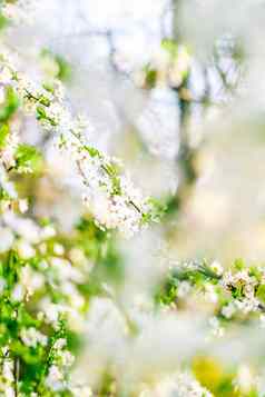 樱桃树开花春天白色花自然背景